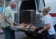 Deer being loaded into a truck by Boston Animal Control