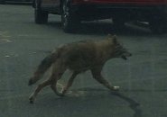 coyote in Dorchester