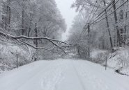 Downed wires, trees on Green Line in Newton