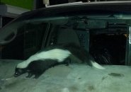 Skunk in a car in East Boston