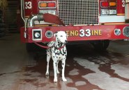 Dalmation at Engine 33 in the Back Bay