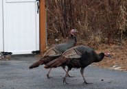 Turkeys on Grouse Street in West Roxbury