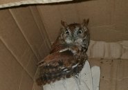 Owl rescued by T workers