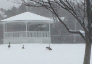 Geese in the snow in Hull
