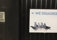 JetBlue pigeons in Back Bay station on the Orange Line