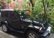 Tree comes down on South Boston Jeep