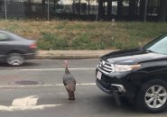 Turkey on Mystic Avenue