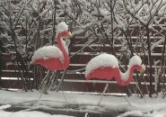 Pink flamingos in the snow