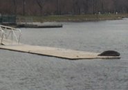 Seal on a dock in the Charles River