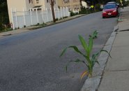 Corn growing out of a Roslindale sidewalk