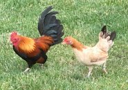 Wild chickens in Roslindale