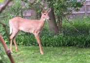 Deer in Roslindale yard