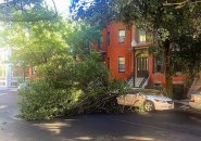 Downed tree in the South End