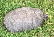Snapping turtle in Charlestown