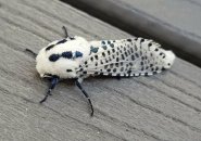 Black and white spotted bug in Somerville