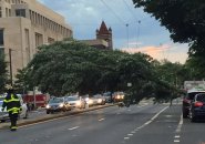 Tree down on Massachusetts Avenue near Harvard Square