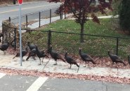 A lot of turkeys in West Roxbury