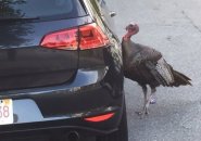 Turkey pecking at car in Mattapan