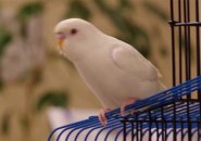Albino parakeet missing in West Roxbury