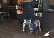 Dog in Starbucks