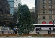 Cople Square Christmas tree