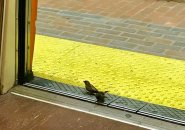 Sparrows on the Orange Line