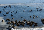 Ducks, geese and coots in water at otherwise frozen Jamaica Pond