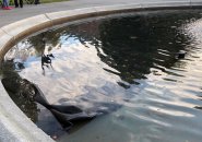 Black plastic left behind in Blackstone Square fountain