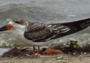 Black skimmer at Wollaston