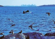 Boston as seen from the shore in Marblehead