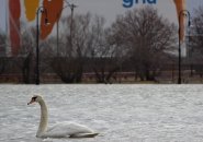 Swan in Dorchester