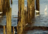 Lots of egrets at Port Norfolk