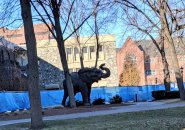 Loose elephant on Tufts University campus