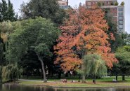 Tree with orange leaves in the Boston Public Garden