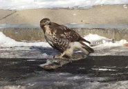 Hawk with squashed, frozen squirrel in Roxbury