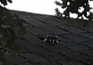 Roof raccoon