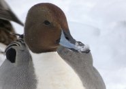 Pintail duck in the Emerald Necklace