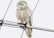 Snowy owl in Somerville