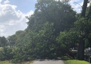 Tree falls to sidewalk along Memorial Drive in Cambridge