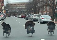 Tough turkeys in Harvard Square