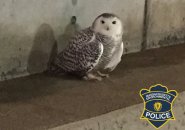 Owl in the O'Neill Tunnel