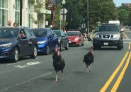 Turkeys on Centre Street in Jamaica Plain