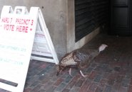 Turkey at a polling place