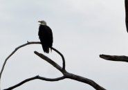 Bald Eagle in West Roxbury overlooking the Charles River