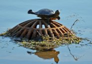 Turtle at Jamaica Pond