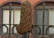 Bees swarming an iron pole in the North End