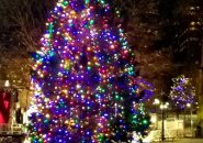 Nova Scotia Christmas tree on Boston Common