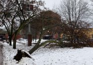 Tree down in Seven Hills Park in Somerville