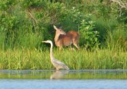 Deer and heron at Millennium Park in West Roxbury