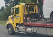 Dog sitting on back of platform truck